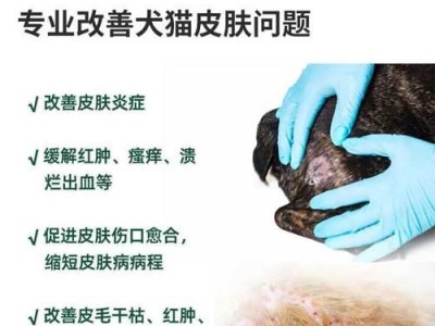 金毛湿疹的治疗方法及药物推荐（选择适合金毛肚子湿疹的药物是关键）