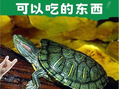 草龟饮食（以草龟喂什么蔬菜最合适？）