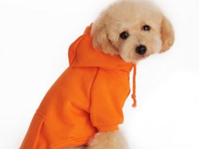 狗狗穿衣服的影响（宠物穿衣服的利与弊）