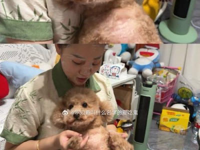 如何让贵宾犬安心就诊？（教你几招让宠物不再害怕看医生）