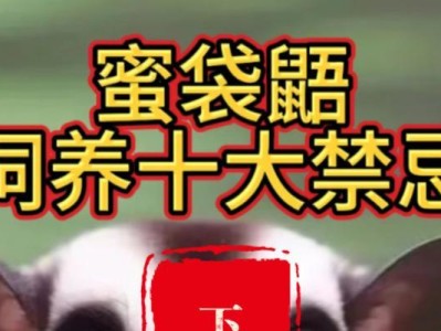 如何饲养澳洲蜜袋鼯（以营造适宜的环境为关键）