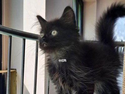 宠物猫总是掉黑色东西？原因与对策！（解密宠物猫身上黑色物质的成因与防治方法）