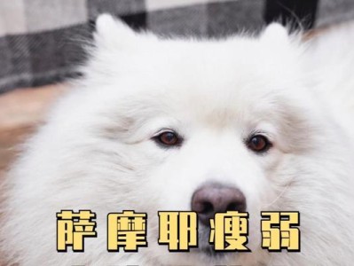 《两个月大的宠物狗的饮食指南》（让你的小狗健康快乐成长，从正确的饮食开始）