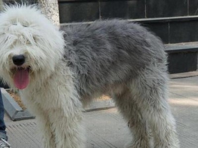 探究古牧犬的价格与性格特点（揭秘古牧犬的价格及其温顺友好的性格特点）