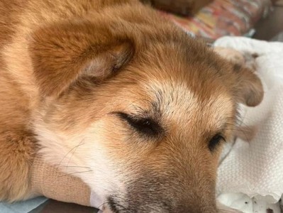 狗为什么咬贫穷的人（揭秘狗咬贫穷的真正原因）