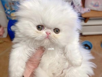 波斯猫的饮食喜好（揭秘波斯猫的美食之旅，你不能错过的五种食物）