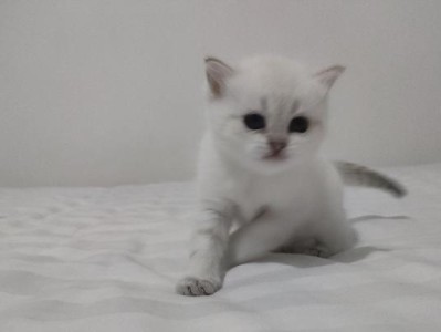 如何科学养护2个月小猫（2个月小猫养护步骤详解，健康成长从细节开始）