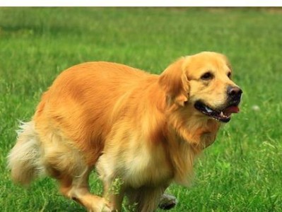 如何正确地养护金毛寻回犬（宠物犬的饮食、训练、照顾等全面解析）