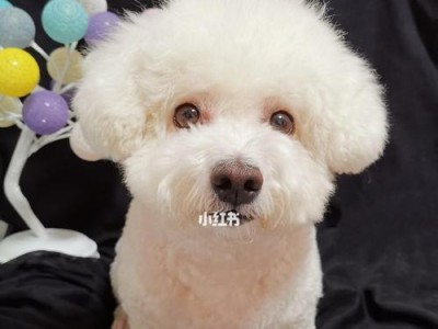 如何判断狗狗是否怀孕？（掌握这些关键方法，轻松了解狗狗的身体状况）