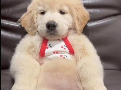 养只金毛犬，需要的准备工作详解（为你准备好养金毛犬必备物品）