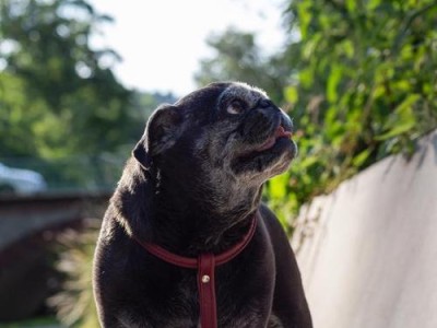 以标准体恶霸犬的价格和价值（探讨标体恶霸犬的经济价值和社会意义）