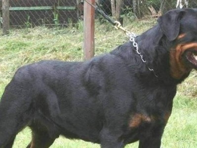 爱宠罗威纳犬的饲养与繁殖（全面了解罗威纳犬的饲养、繁殖、健康和训练）