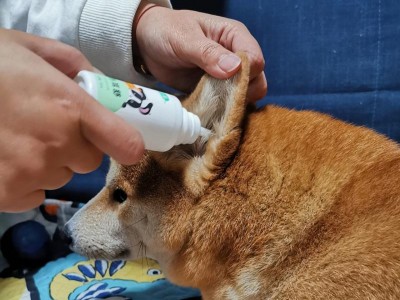 为什么要掏狗屁股？（掏狗屁股的好处和必要性）