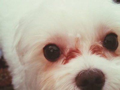 以马尔济斯犬为什么总喜欢舔人？（揭秘马尔济斯犬舔人行为的原因及如何控制）