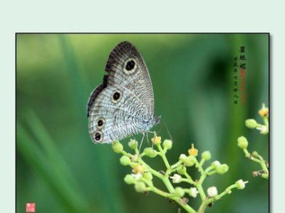 四眼蝶的饲养全攻略（掌握四眼蝶的适宜环境和饲养技巧，打造健康快乐的宠物生活）