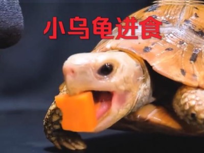 乌龟的日常饮食（满足乌龟的味蕾，营养均衡的选择）