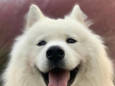 萨摩耶犬（了解为什么萨摩成为人们心目中的宠物之王）