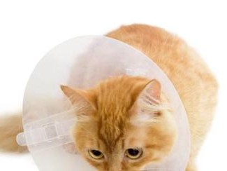 猫咪脑炎（了解猫咪脑炎的常见症状及如何应对）