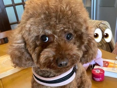 探秘神经质狗的表现与特征（了解神经质狗的行为习性与处理方法）