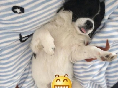 狗狗为什么一天都在睡觉？（探究狗狗睡眠习性及其原因）