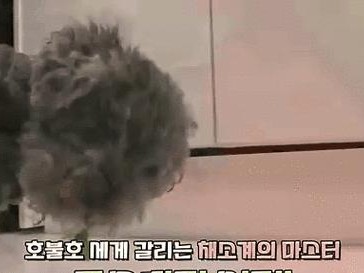 为什么狗不愿意吃饭？（探究狗不愿意吃饭的原因及解决方法）