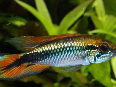 如何科学养殖熊猫短鲷？（教你正确的饲养方法，让熊猫短鲷健康成长）