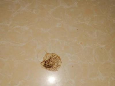 爱宠吐出虫子，该怎么办？（猫咪吐出虫子？幼犬吐出白色细长虫子？立刻了解这些关键知识！）