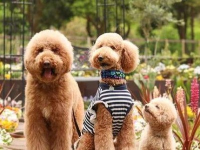 如何减轻巨型贵宾犬泪痕问题（探究巨型贵宾犬泪痕的原因和治疗方法）