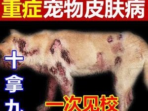 治疗泰迪狗狗皮肤湿疹的有效方法（宠物护理）