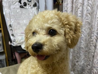 泰迪犬的多彩世界（探索泰迪犬的五种常见颜色和价格大盘点）