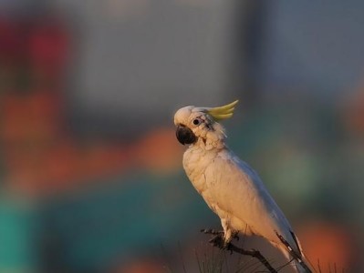 葵花凤头鹦鹉的饲养方法（打造温馨幸福的宠物家庭）