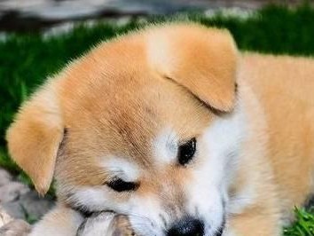 为什么凯利蓝梗会喜欢吃屎？-宠物主人必读的知识