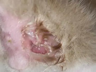 了解正常小猫肛门的样貌与健康（揭秘小猫肛门的特征及相关注意事项）