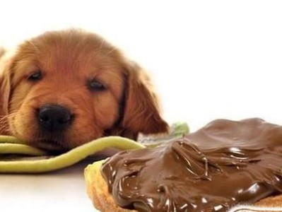 黑狼幼犬能否喝牛奶？解析宠物饮食问题（黑狼幼犬的饮食需求与健康食谱/宠物饮食健康与安全的注意事项）