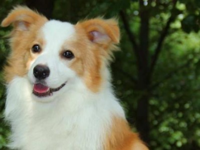 边境牧羊犬（幼犬为何不太听话，如何培养它们的顺从性？）