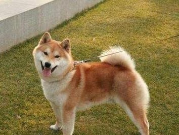 如何训练秋田犬“过来”（用积极的方法建立强大的联结）