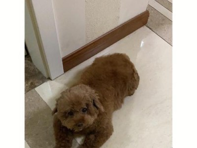 如何为你的松狮犬自制健康营养的狗粮（宠物健康从饮食开始，以天然食材为基础的狗粮制作方法）