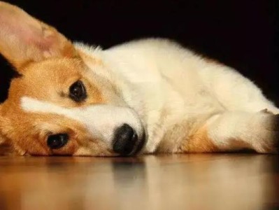 冬天太冷，柴犬感冒了怎么办？（治疗柴犬感冒的药物及注意事项）