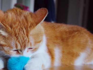 小猫拉稀黄色问题解决方案（宠物猫拉稀黄色的原因、症状、治疗方法）