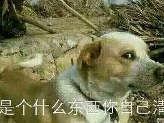 我家小狗的名字是什么？（以小狗的名字为纽带，我们的生活更加温暖）