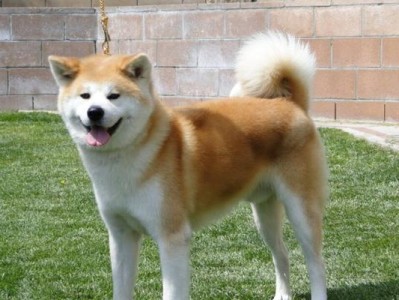 秋田犬的神奇本质（了解秋田犬的厉害之处，让你爱上这个宠物）