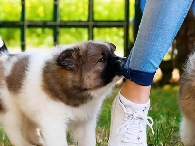 如何解决宠物犬追逐其它动物的问题