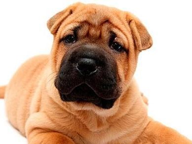 以沙皮犬为宠物，运动不可少（保证沙皮犬健康，长期坚持运动）