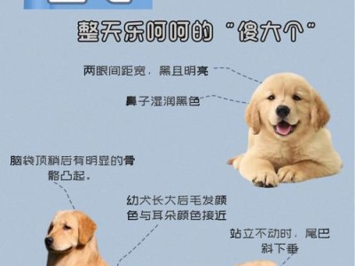 金毛犬的标准体重及其重要性（了解金毛犬的理想体重，保持其健康与幸福）