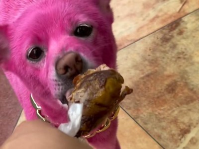 狗狗上色（以什么犬可以染色？如何使狗狗上色成为时尚宠物？）