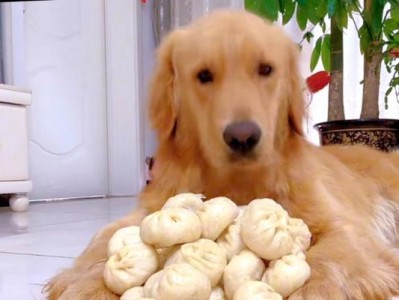 以金毛吃什么个子高？（探索金毛狗狗饮食对体型发育的影响）