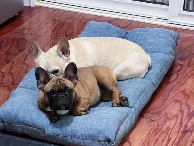 法国斗牛犬老啃东西的原因与解决方法（探究法国斗牛犬啃咬行为背后的原因，提供有效的解决方法）