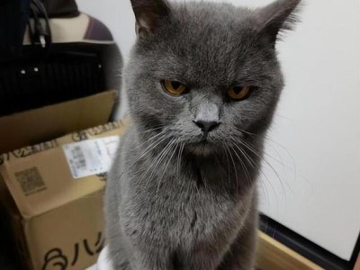 最适合饲养的猫咪品种是什么？（选择一只合适的猫咪伴侣，为你带来无尽的欢乐）