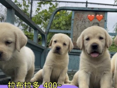 拉布拉多的最佳毛色选择（探讨拉布拉多不同毛色的魅力与特点）