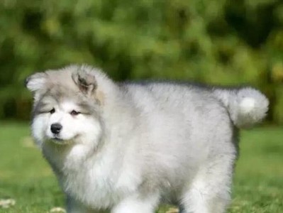 阿拉斯加犬的日常狗粮摄入量及注意事项（每天应该吃多少狗粮？）
